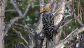 Zlato -faced melanerpes (lat. Melenerpes aurifrons)